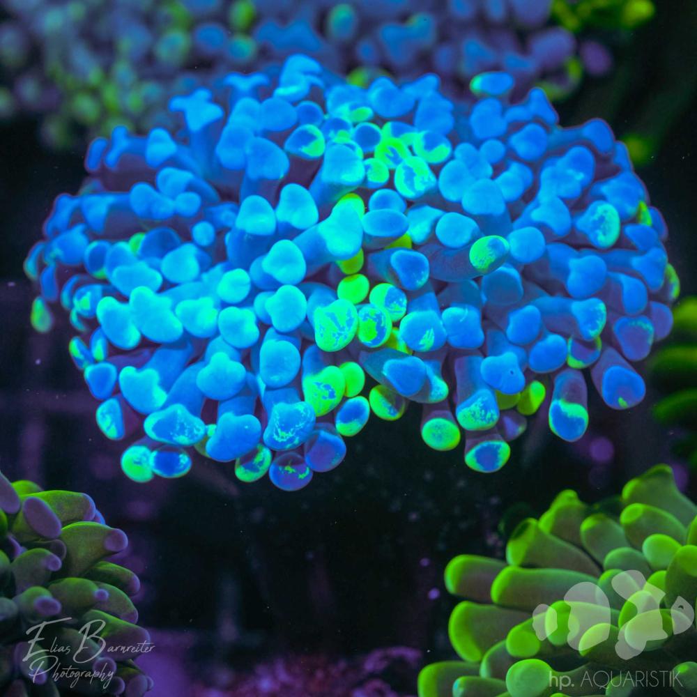Euphyllia Grafted